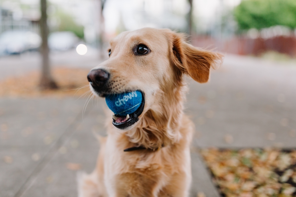 dog-cute-smile-ball-playful.jpg